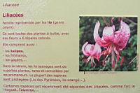 Famille Liliacees ou Liliaceae (txt)